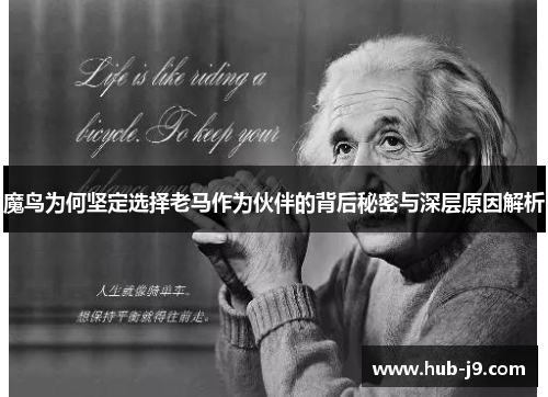 魔鸟为何坚定选择老马作为伙伴的背后秘密与深层原因解析